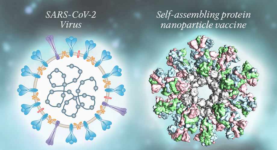 New research: A protein-based vaccine that mimics shape of coronavirus