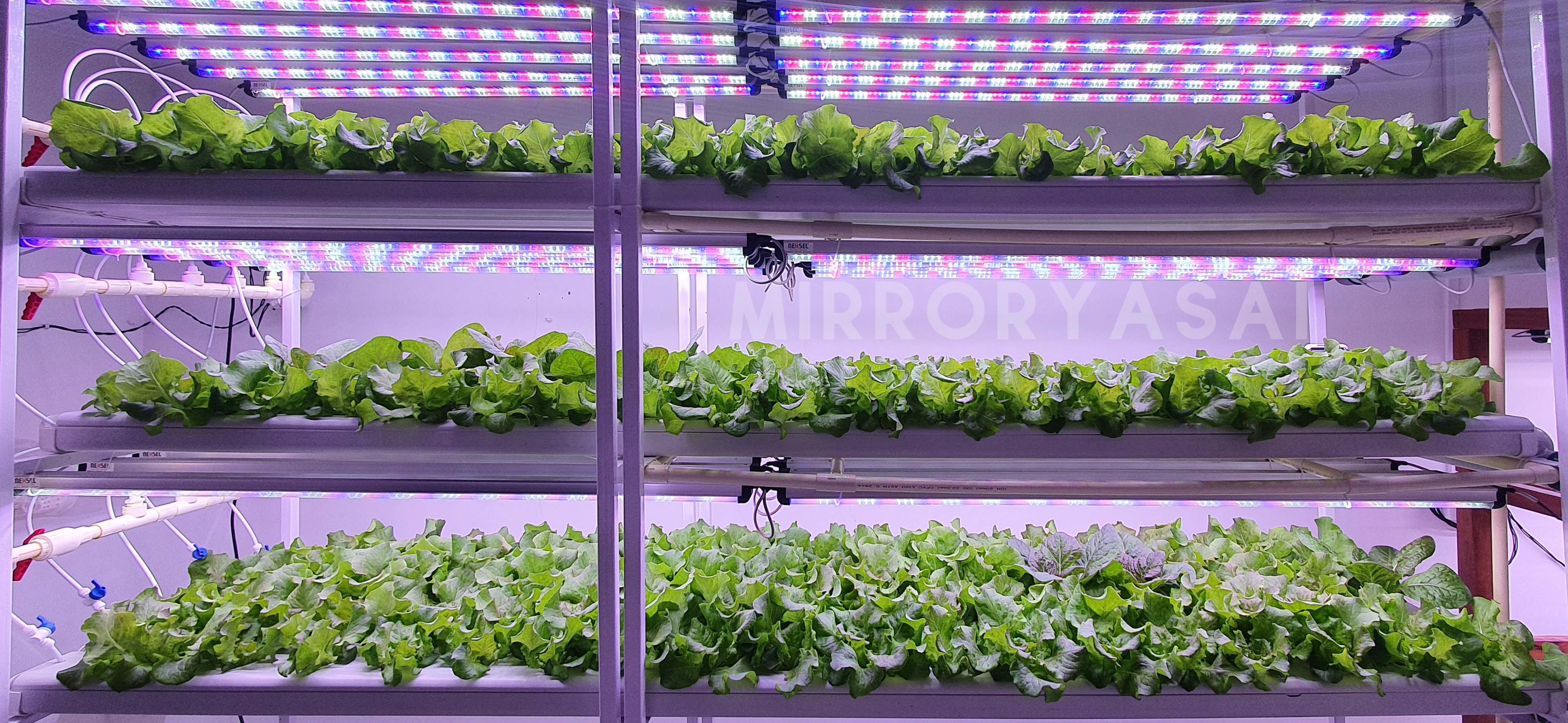 Mirror Yasai- Farming Ahead: Arunachal's Own Indoor Hydroponic Farm