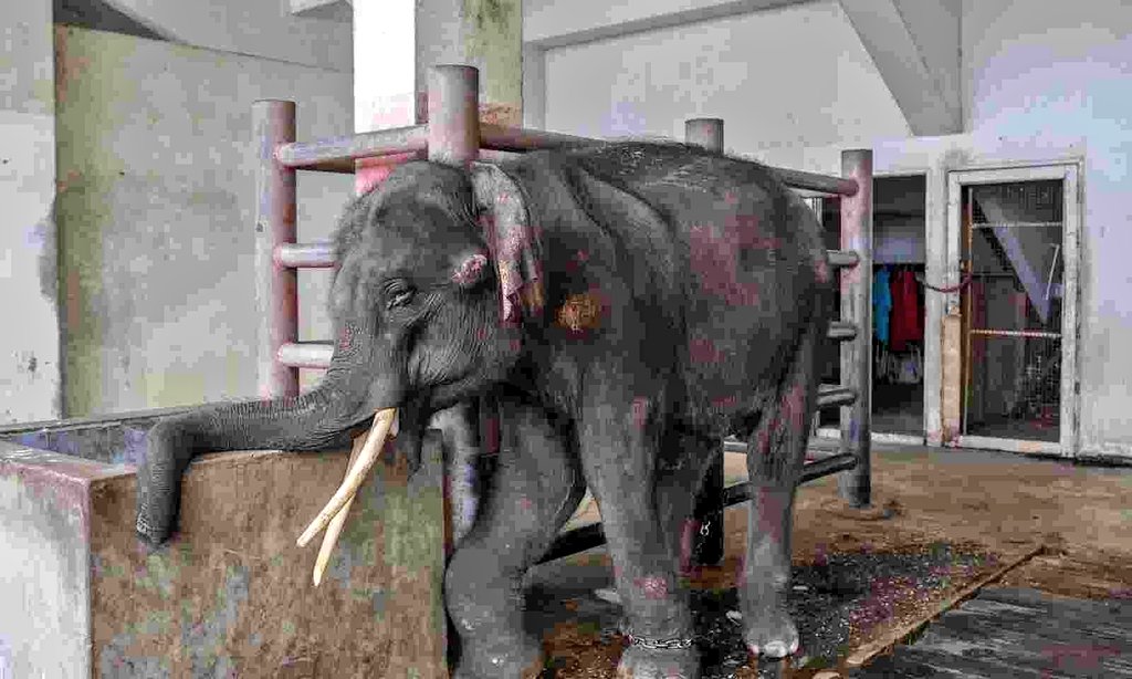 Elephant, Joymala from Assam beaten and tortured in Tamil Nadu is finally coming home.